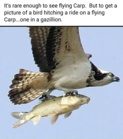 1753484147223.webp